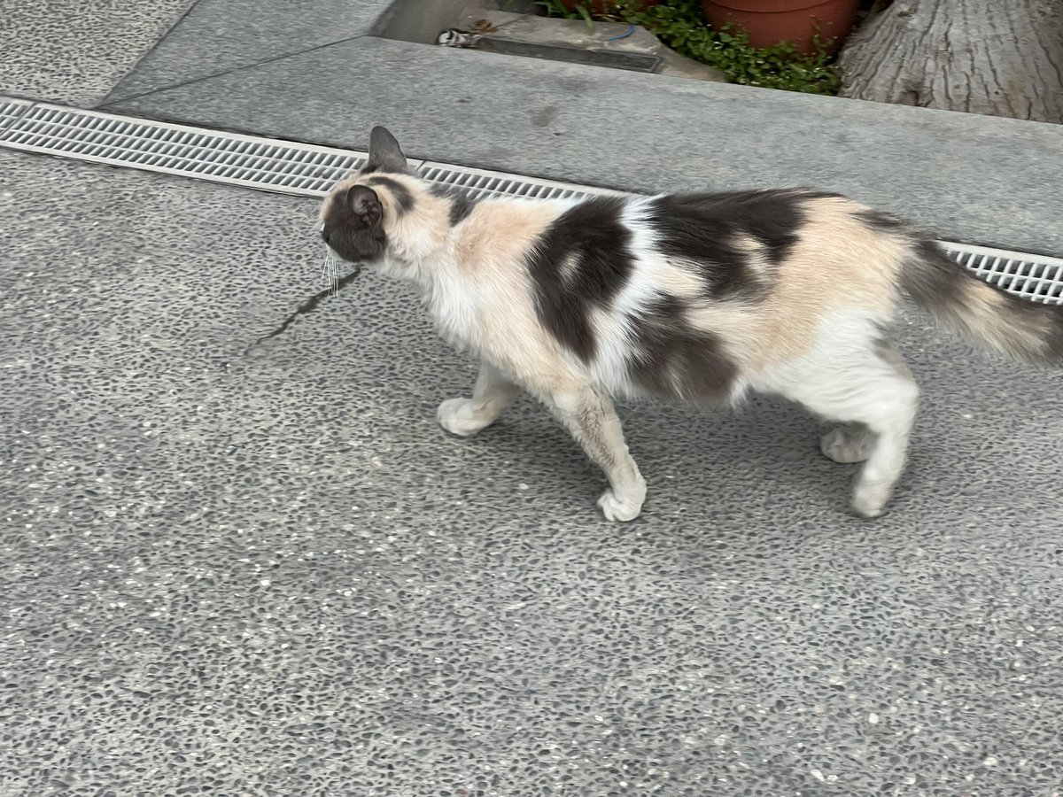 Lluis Montoliu tweet media