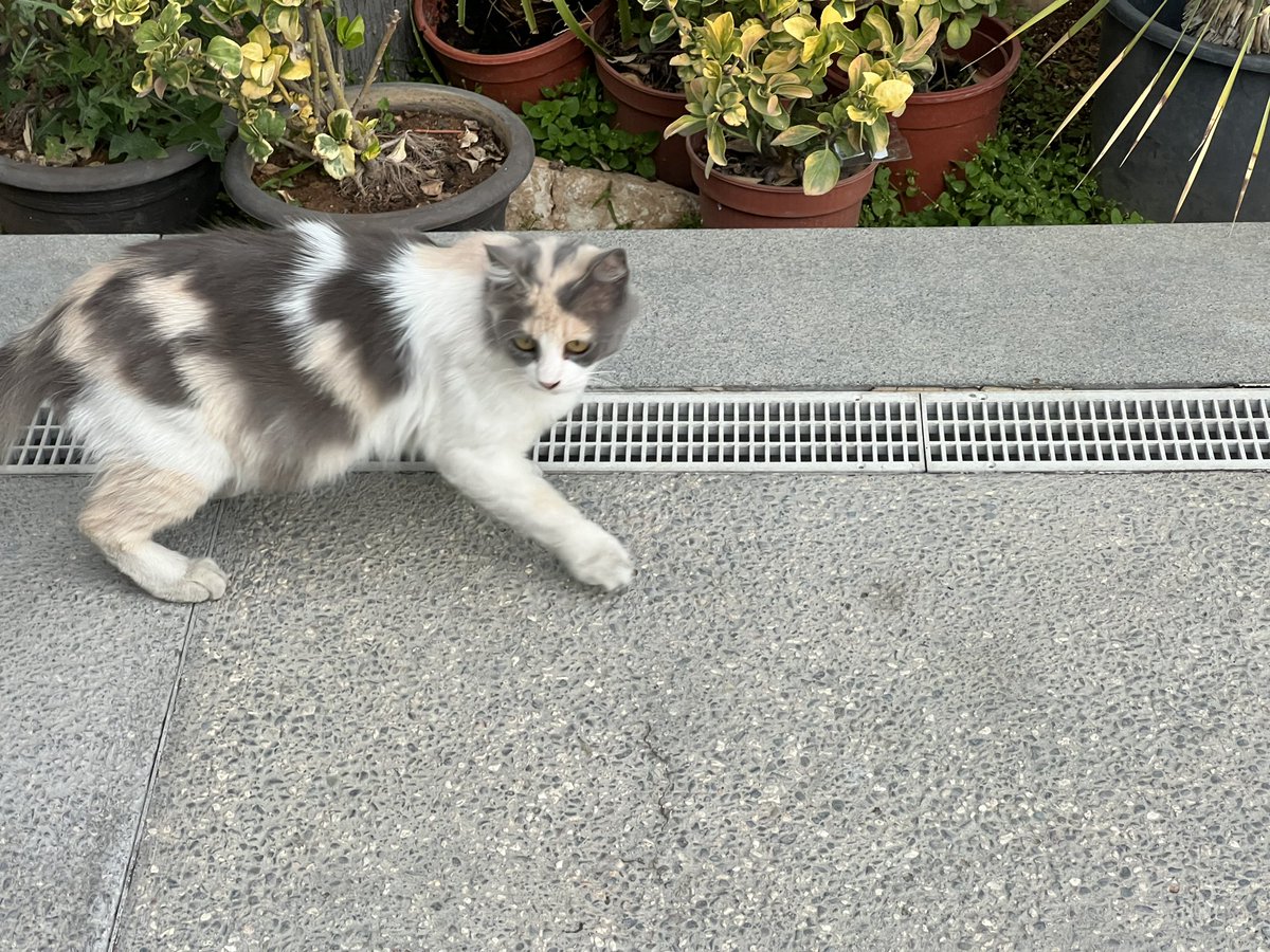 Lluis Montoliu tweet media