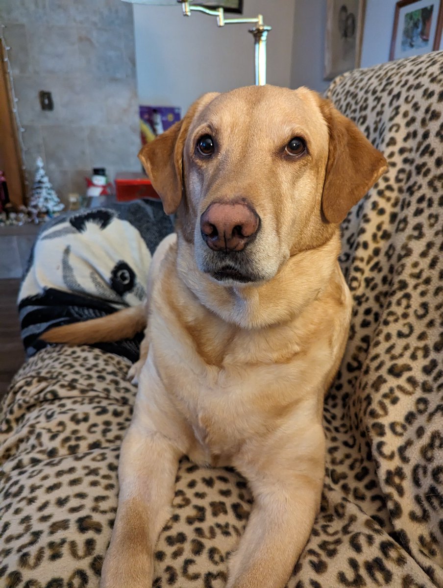 Meet Scuby my wonderful Golden Lab. He says hello and what a smart dog.