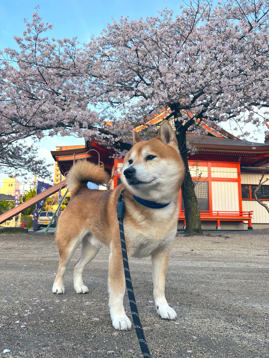 毎日たのしいよ🌸