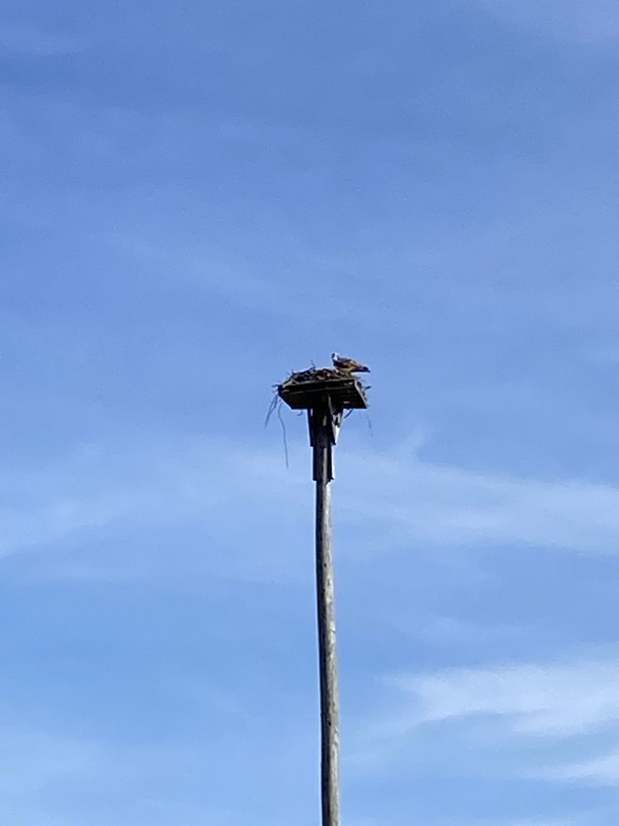 The ospreys are back in their nest near the 3rd green at ⁦@ChequessettClub⁩ Soon pop will be flying back fish for mom and the younguns!