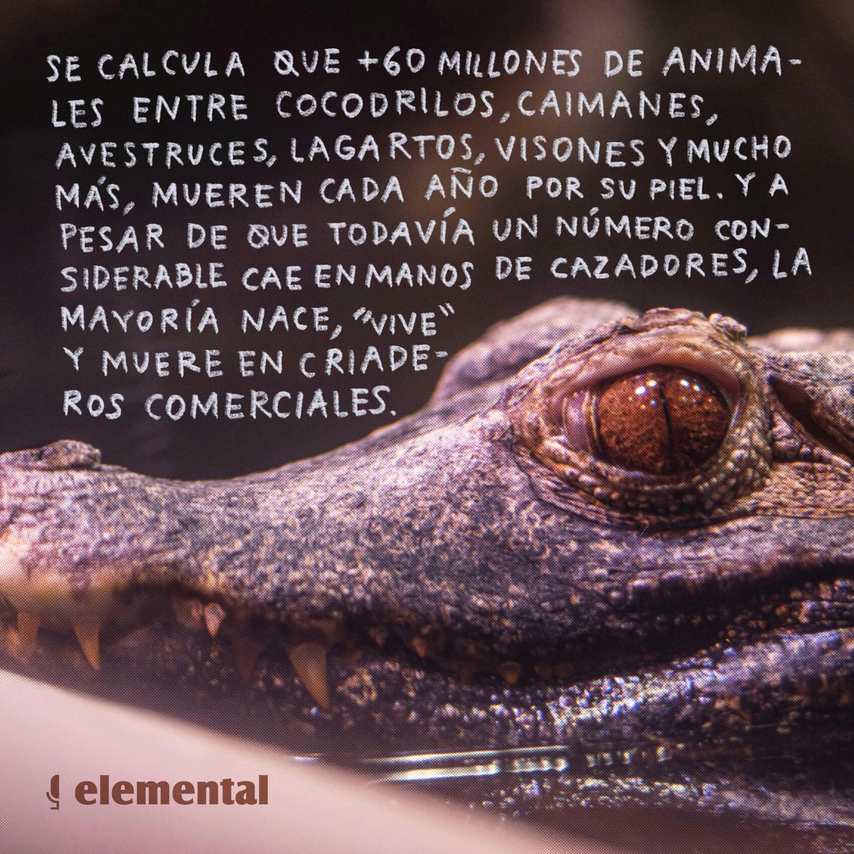 Podcast Elemental tweet media