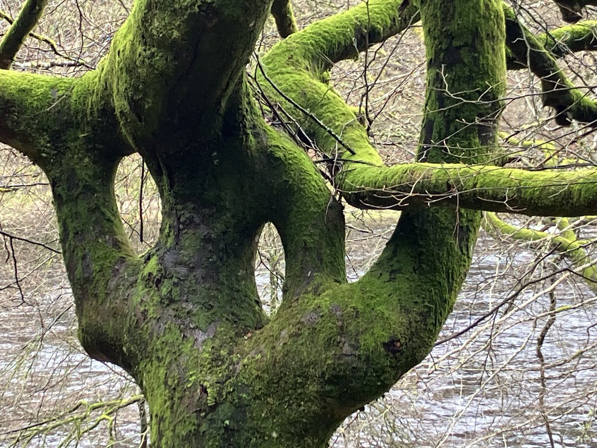 Took the chance to visit one of my favourite trees in all the world today - this self-grafting beech near Dunkeld