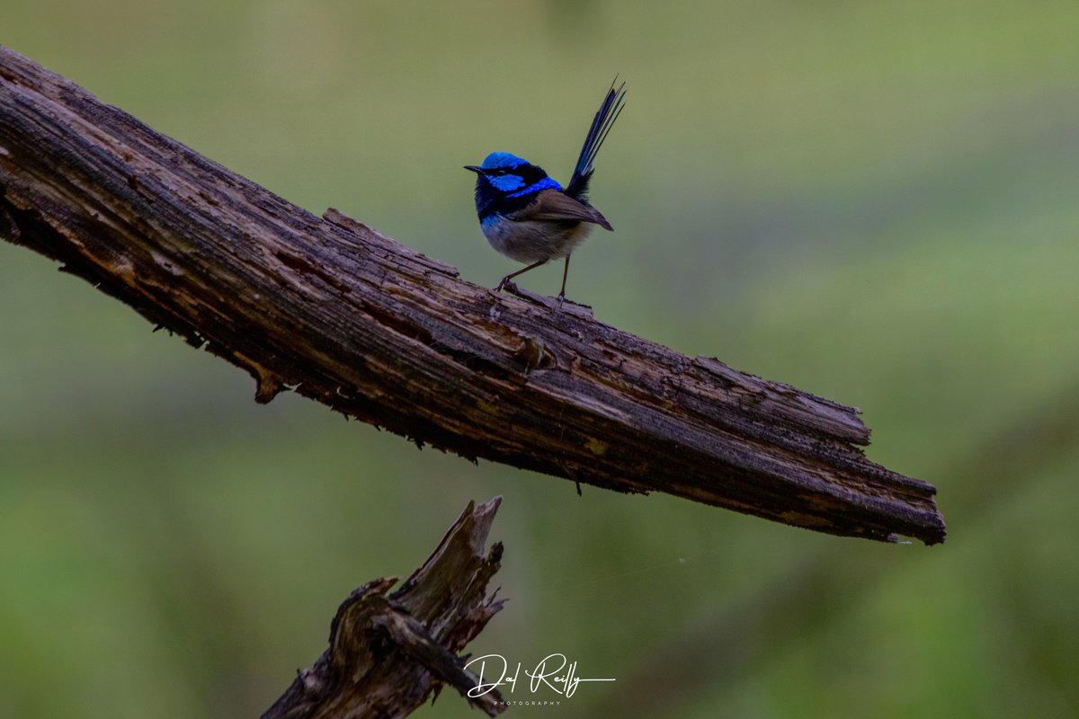 Happy Wrensday🐦..A male Superb Fairy-wren down in the paddock doing his thing..Have a great day🙂👍 #BirdlifeOz #birdsinbackyards #abcaustralia #abcmyphoto #abcinmelbourne #visitgippsland #MyNikonLife  #BirdsSeenIn2023 #ausgeo #abcgippsland #Gippsland #birdphotography #birds