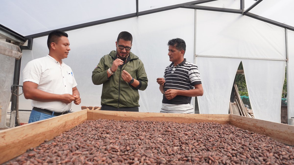 #EnTerritorio | 📍Napo El viceministro de Ambiente, Edgar Heredia, recorrió las instalaciones del Centro de Acopio de la organización Kallari, una asociación de pequeños productores de cacao, guayusa y vainilla, que impulsan la producción sostenible. 🌱