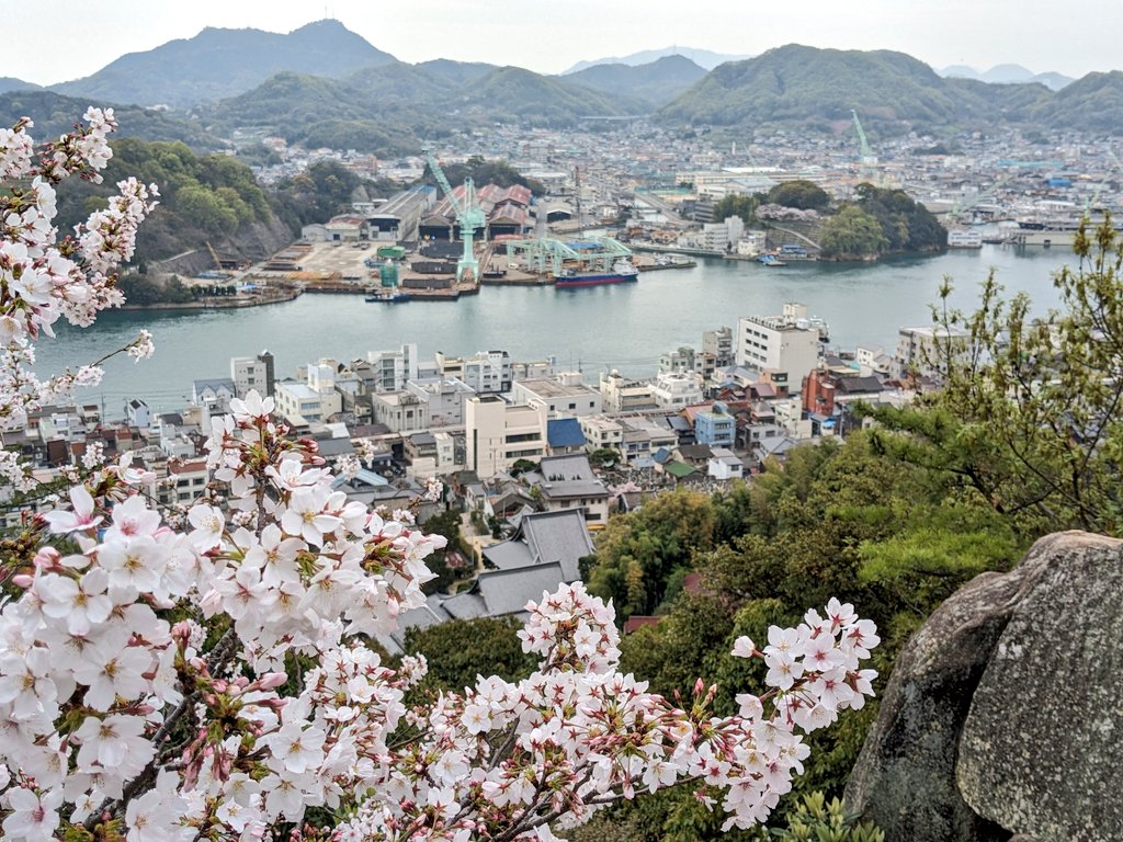 wanko1215's tweet photo. 今年はベストなタイミングでお花見ができた https://t.co/P2PMoeESOT