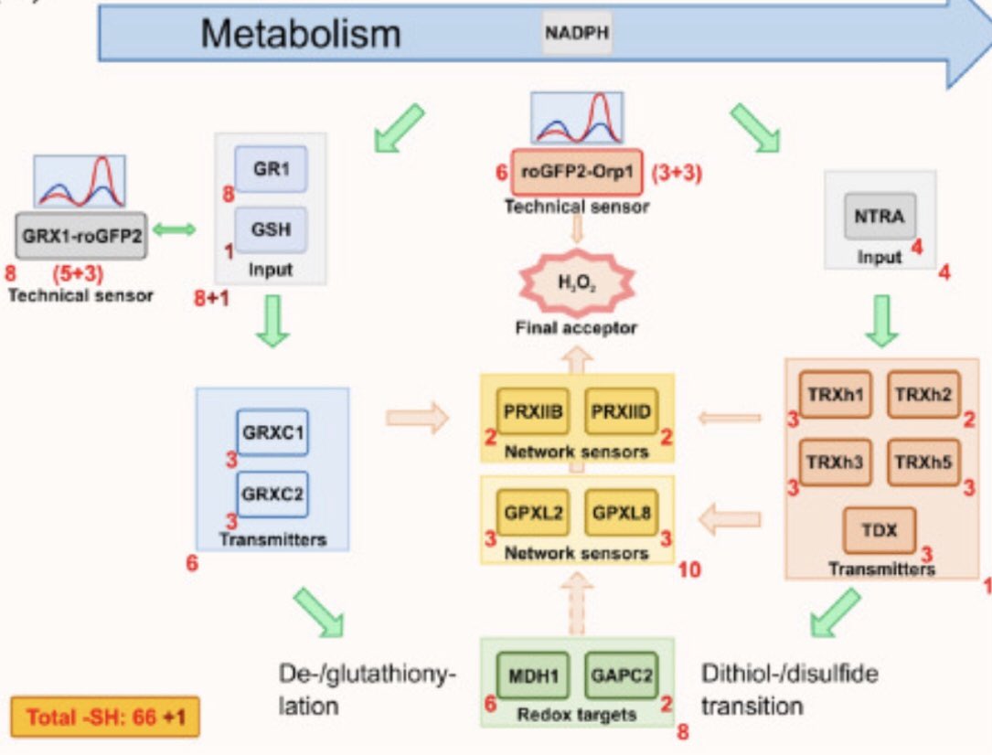 New preprint out on the reconstruction of the cytosolic redox network 🌱and monitoring its response to a single H2O2 ⚡️pulse: sciencedirect.com/science/articl… joint project <a href="/IFink_lab/">Finkemeier lab</a> with KJ Dietz group <a href="/unibielefeld/">Bielefeld University</a> and funded  by <a href="/dfg_public/">DFG public | @dfg_public@wisskomm.social</a> #redox #peroxiredoxin