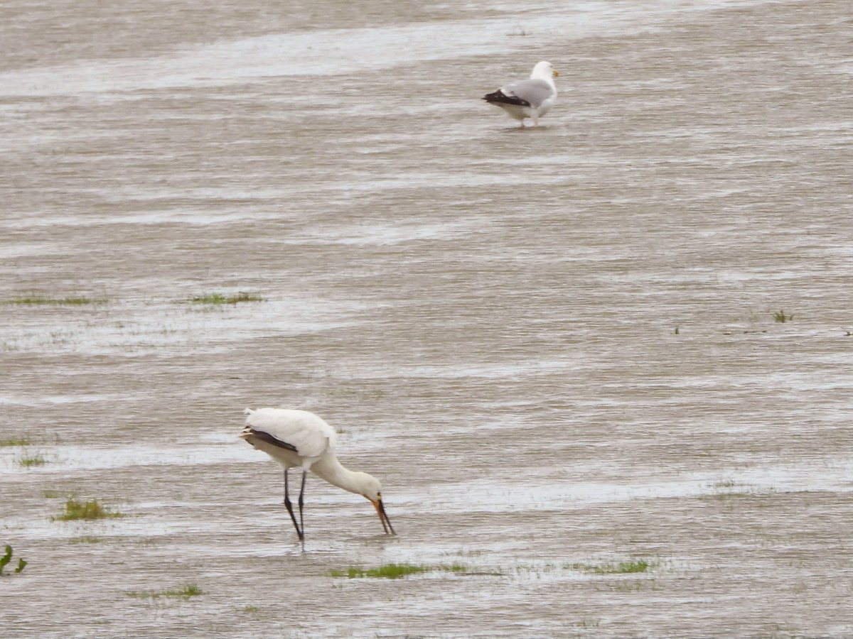 #GlosBirds @slimbridge_wild Spoonbill on the flooded Dumbles this morning. I have to feel for the Skylarks, Meadow Pipits and Lapwing that have had there potential nests flooded.