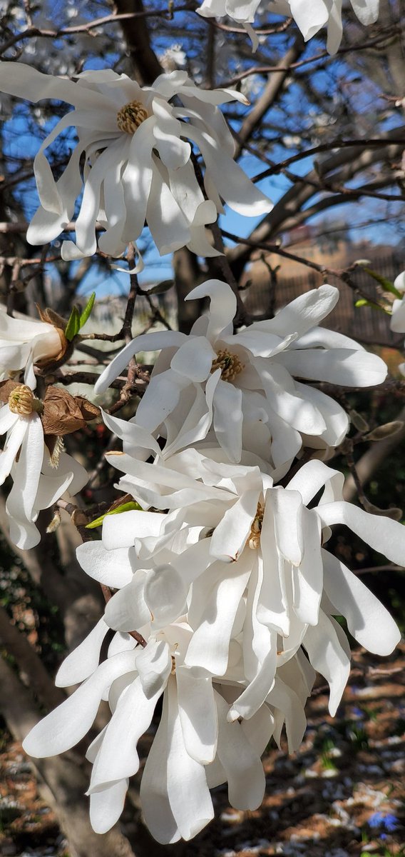 RoseleneDolce's tweet image. Star Magnolias 

#SignsofSpringNYC