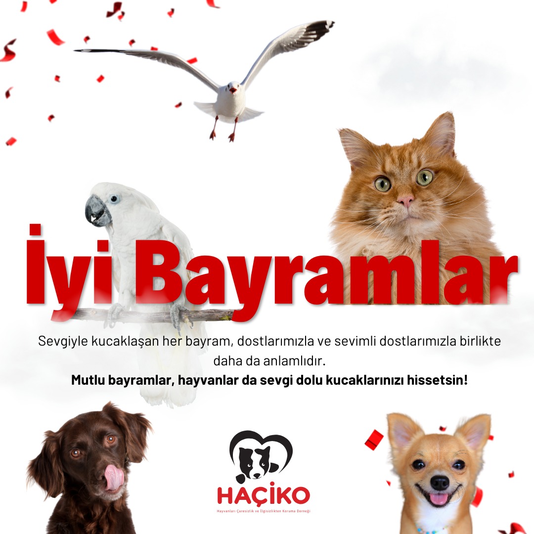 Ramazan Bayramınız Kutlu Olsun. #bayram #ramazan #ramazanbayramı #haçiko #sokakhayvanları #hac‌ikoderneg‌i #birkapsubirkapmama #sokakhayvanlarınasahipc‌ık #sokakhayvanları #sokakhayvanlarınıkoruyalım #sokakhayvanlari #sahipsizlerinsahibiyiz #satınalmasahiplen #hayvanhakları