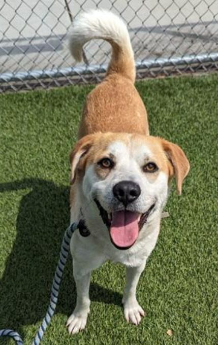 💔🆘💔How does a beagle remain in a shelter for over a month? BUDDY is 3 yo & 42 lb (a little chubby?) Please go visit him or any of the other 100+ adoptable dogs at Downey #California ACC ASAP. 🙏The shelter is full & killing for space daily😱 #A5611405