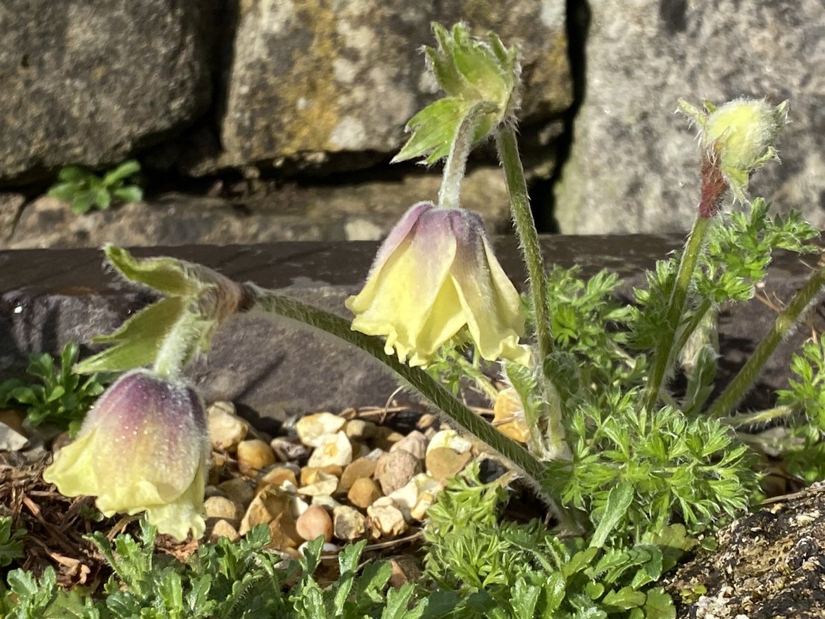 Pulsatilla albana from seed sown in 2016. The seedlings languished in a pot for several years before being finally planted in this trough last year. #fairviewyearround