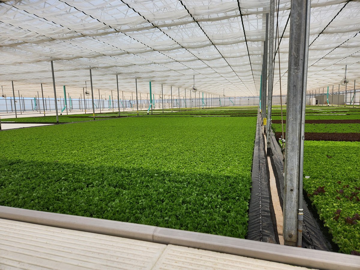 Spudshacks's tweet image. Visit and training their staff in Hawaii farm baby leaf operation.