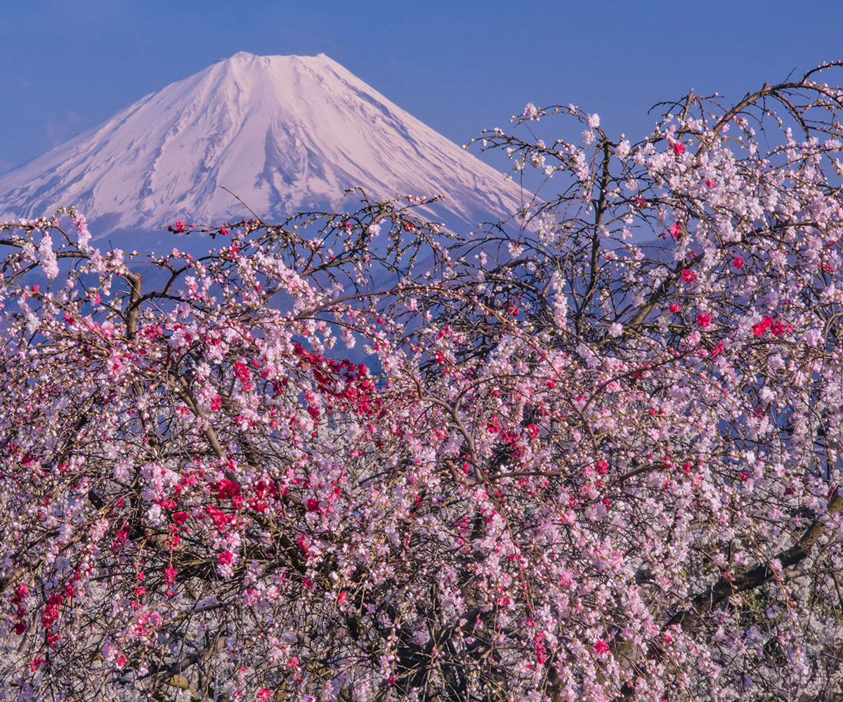 花桃華やかに

南アルプス市で先日撮影

#富士山　#花桃　#mtfuji