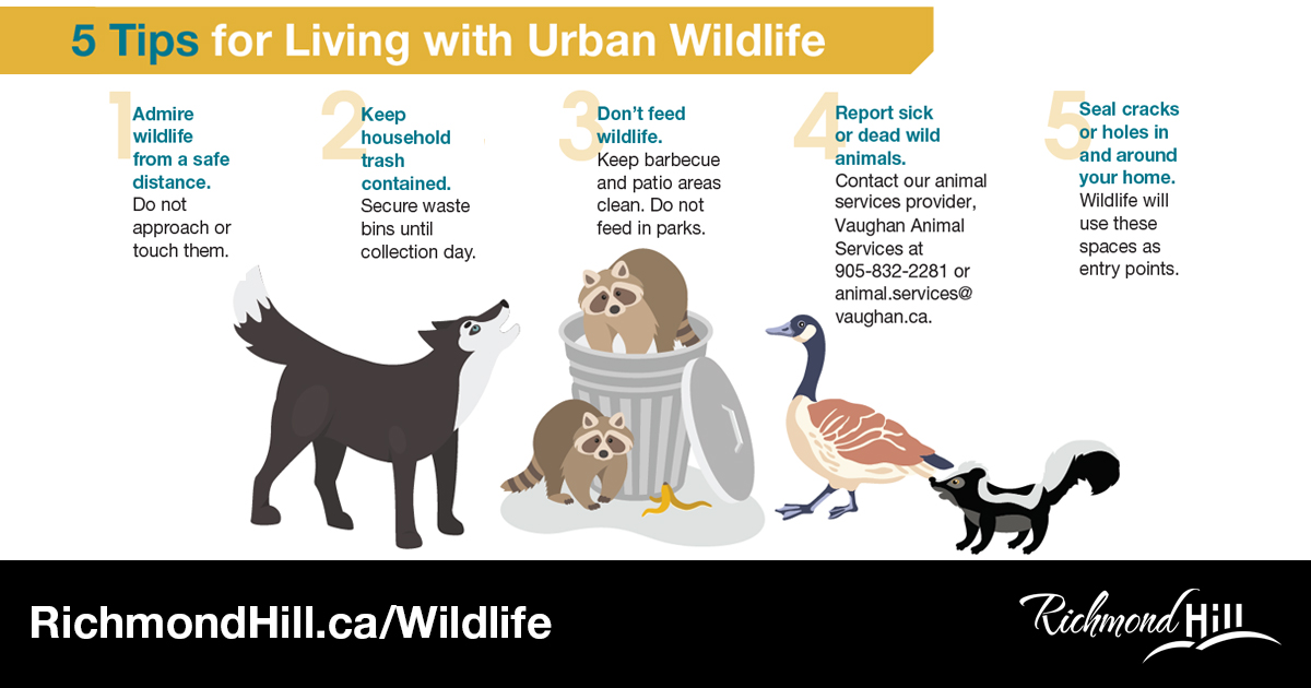 Wildlife play an important role in our community and contribute to a healthy and diverse environment. Here are some tips for co-existing with urban wildlife. Learn more at RichmondHill.ca/Wildlife.