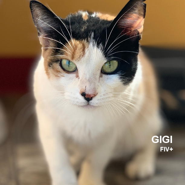 GiGi is 5 years 8 months-old and all Calico! And you know what THAT means. Sweet one minute; not so sweet the next. Age has mellowed her, though. Gigi's more sweet now, but she still has that edge that makes calicos, well, calicos. #snapcats #specialneedscats #calico #calicocats