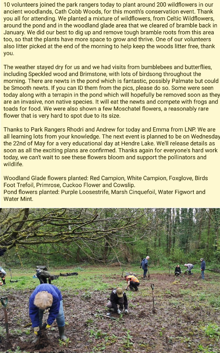 The Conservation Volunteers of St Mellons & Trowbridge planted 200 native wildflowers at our ancient woodlands Cath Cobb Woods on the weekend. We planted in the woodland glade area and around the pond, details in pics. Flowers, newts and birdsong, a perfect morning. Thanks all 💚