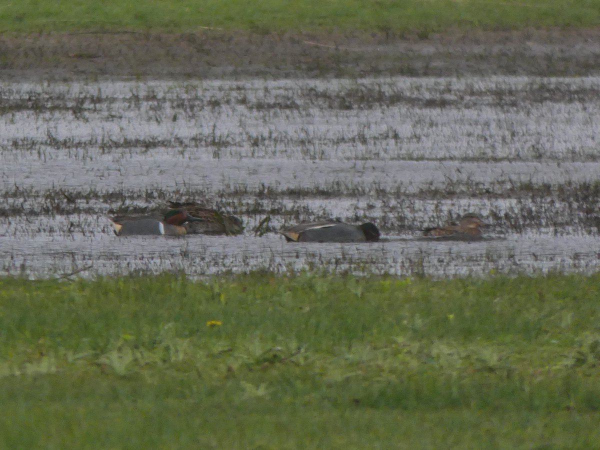 The on and off rain didn't dampen a great spring day's birding across Spurn today. Highlights included a Ring Ouzel, 2 Red Kites heading south, the lingering Green-winged Teal on Long Bank and finding the earliest spring Whinchat for the area to date! #spurnbirds @spurnbirdobs