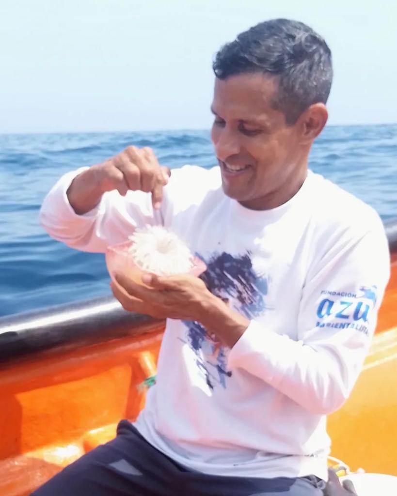 Conociendo y aprendiendo sobre #Medusas Bola de Cañón (Stomolophus meleagris) en las #CostasDeAragua #Venezuela 

#EducaciónAmbiental #PeriodismoAmbiental #Choroní #Aragua