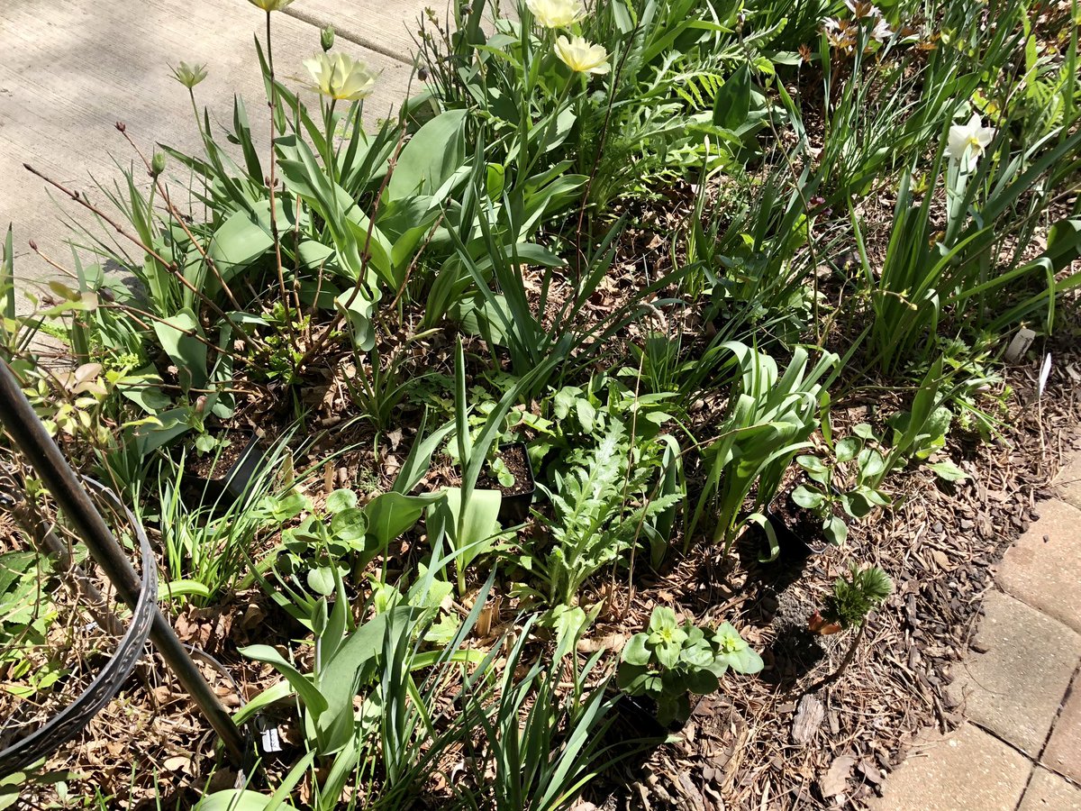 Today’s #AlwaysBePlanting Report: 72x Snapdragons (1 tray each ‘Potomac Appleblossom’, ‘Rocket Orchid’, ‘Costa Silver II’, & ‘Madame Butterfly Bronze White’.) Seemed like a much better idea when it was still cold out & planting was some future day’s problem. 🤣 #GYO #seeds