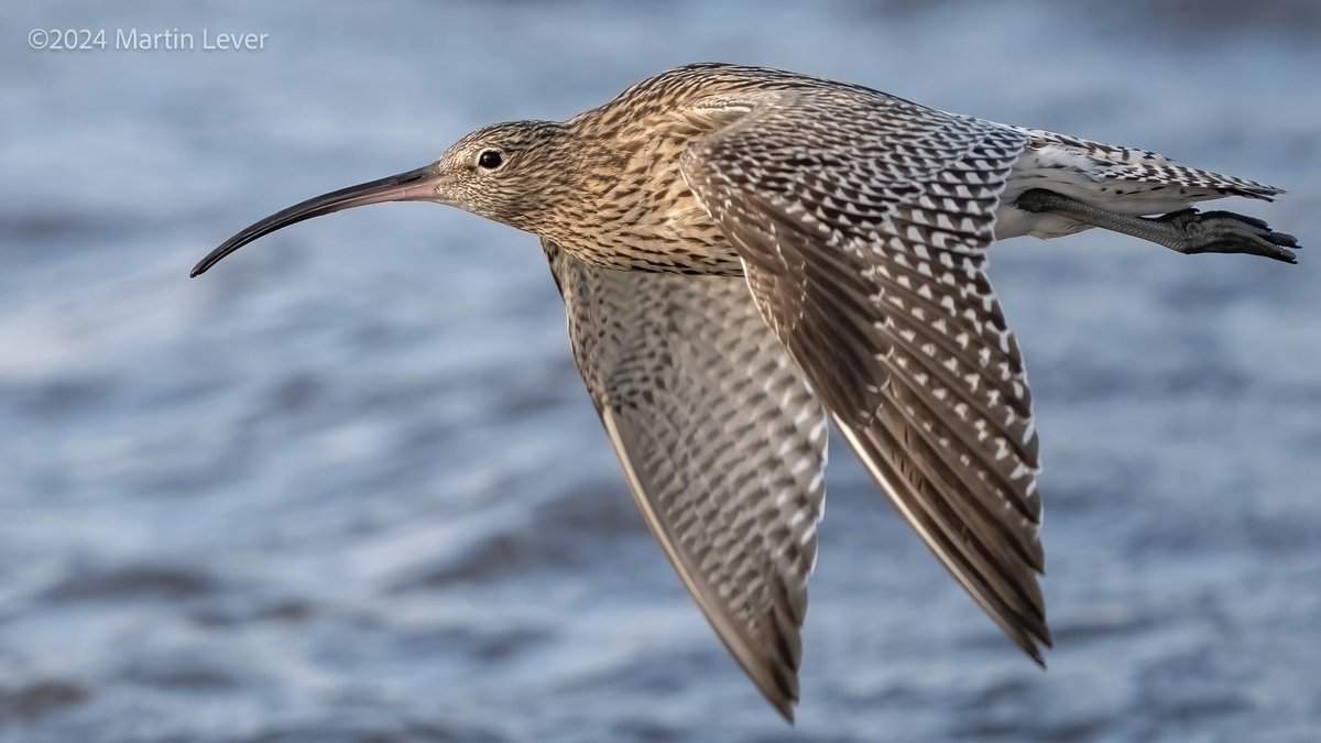 #Curlew fly past at Kelburn Park, Port Glasgow.