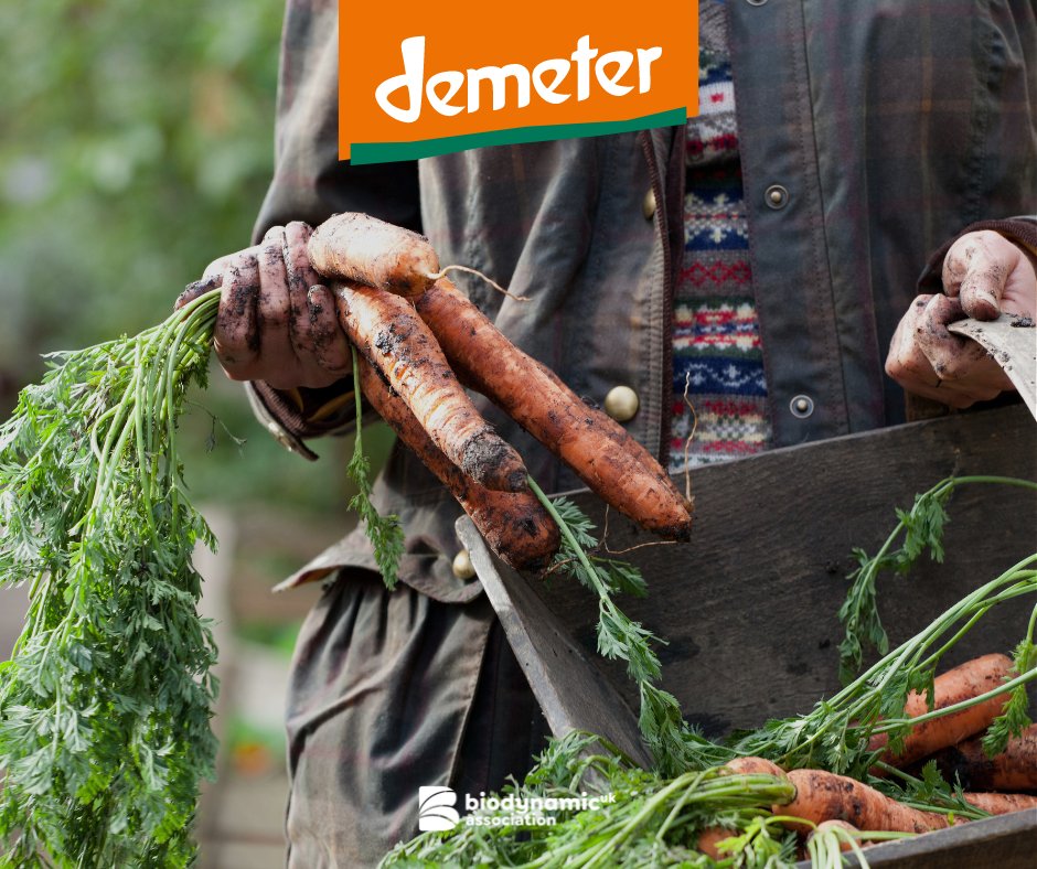 BiodynamicUK's tweet image. Demeter certified biodynamic produce is grown in soil alive with good bacteria, fungi and micro organisms that feed and sustain healthy plants without any synthetic pesticides, chemical fertilisers, hormones and is GMO free.

#Biodynamics #BiodynamicUK