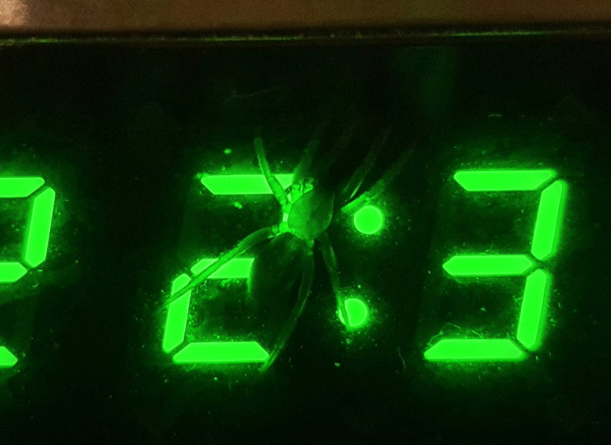 The clock on our cooker is currently set to show British Spider Time 😂 no idea how it made its way in there @BritishSpiders