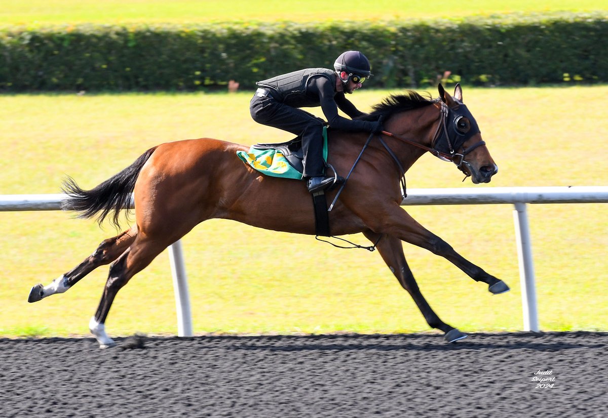 Inside This Issue of Wire to Wire • Tiz the Law Filly Fastest at Tuesday Under Tack Show @OBSSales @JourneymanStud • Online Auction Underway • OBS Under Tack Show Times • FTBOA Member Spotlight: Jessica Brady conta.cc/3xpg7Au Copyright Photo - Judit Seipert Photo