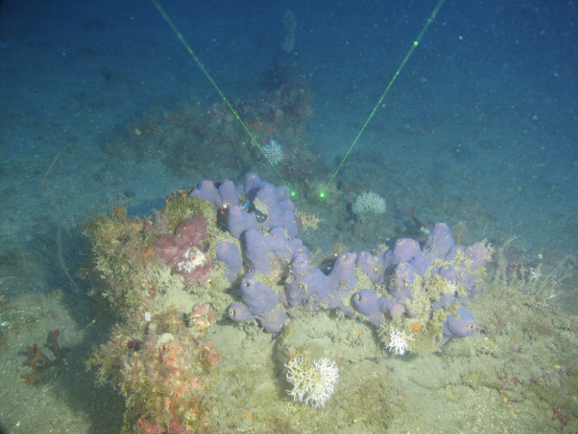 #DidYouKnow sponges produce chemicals used in biomedical research? Cytarabine, the primary drug used to treat leukemia, is derived from a sponge found on coral reefs! #SpongeSpotlight Learn more about how the ocean supports human health: oceanservice.noaa.gov/facts/ocean-hu…