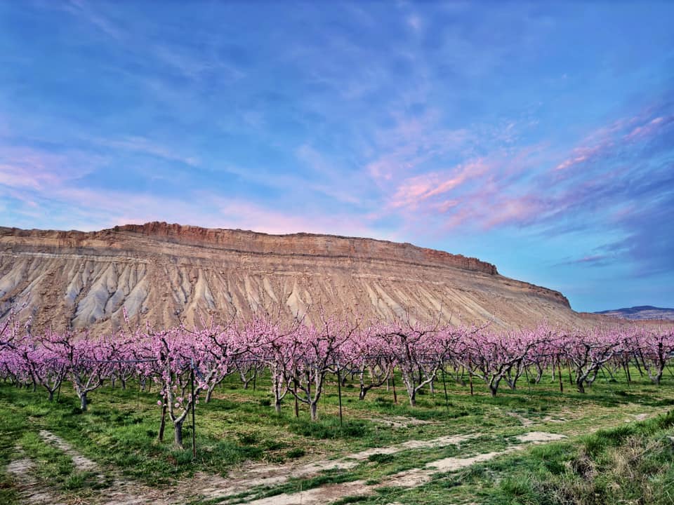 Spring has sprung in Grand Junction! photo: Kelley Dallas