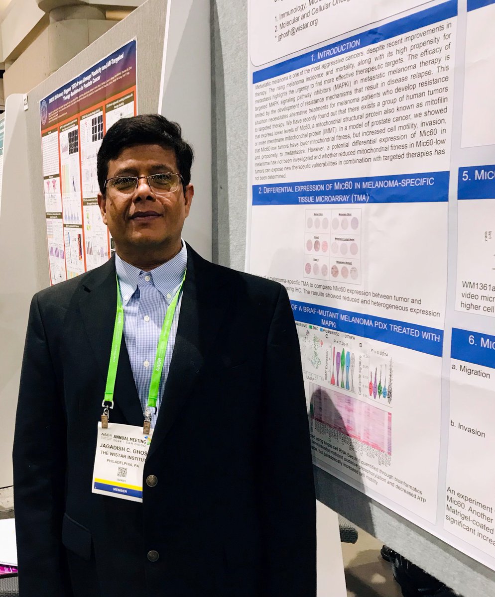 Dr. Jagadish Ghosh @TheWistar is sharing the role of Mic60 (an inner mitochondrial membrane protein) in MAPK inhibitor-resistant #melanoma. abstractsonline.com/pp8/#!/20272/p… #AACR24