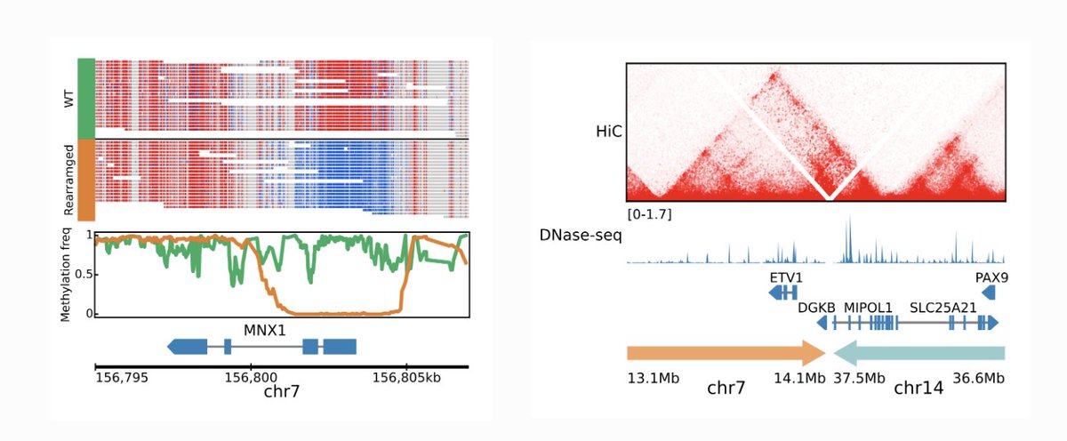 1/ figeno: Tool for making genomics figures in python. github.com/CompEpigen/fig…