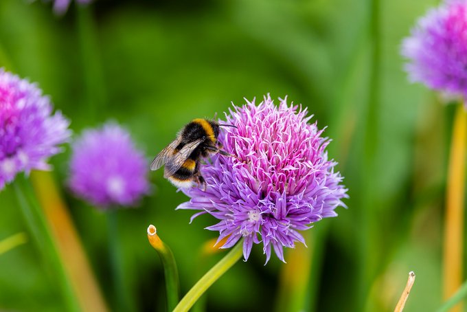 Une abeille sur une fleur de ciboulette