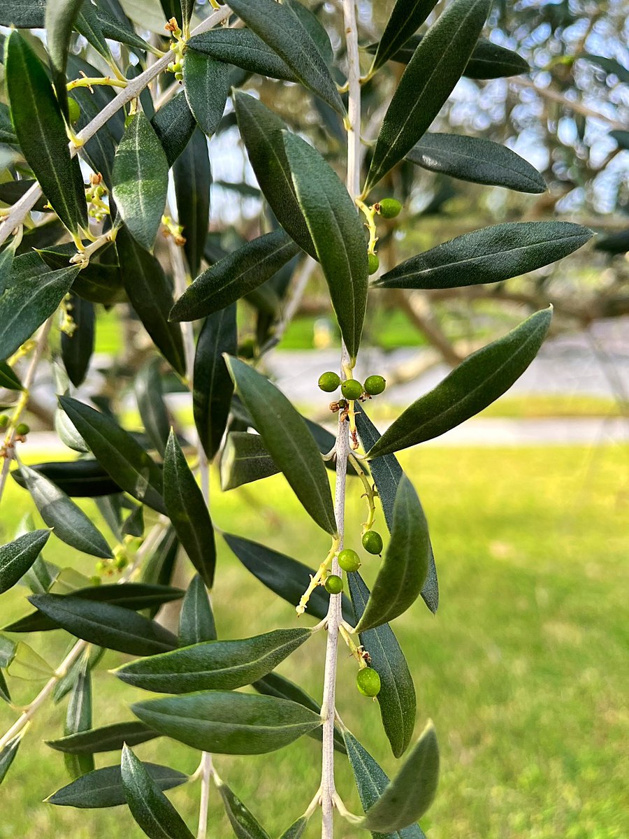 First year for fruit on my tree! #Olives 🫒