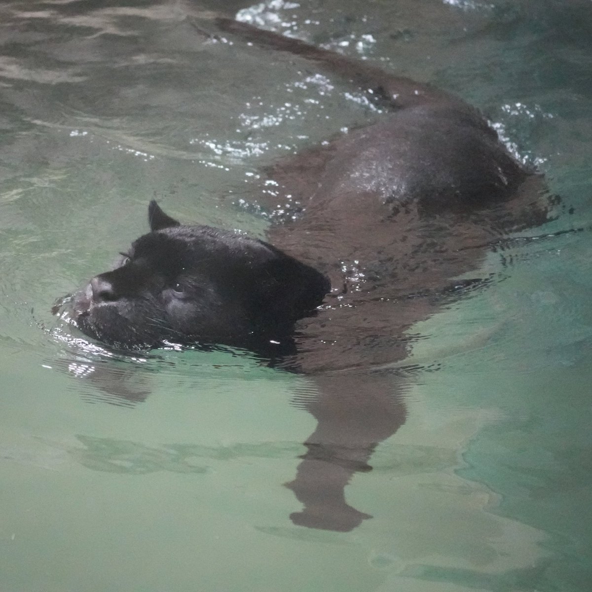 スイスイ泳ぐマヤでおはようございます。#マヤ #ジャガー #東山動植物園
