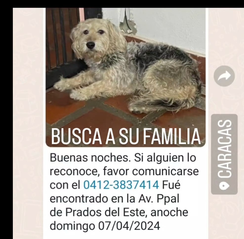 EXTRAVIADO, busca a su familia humana, Prados del Este