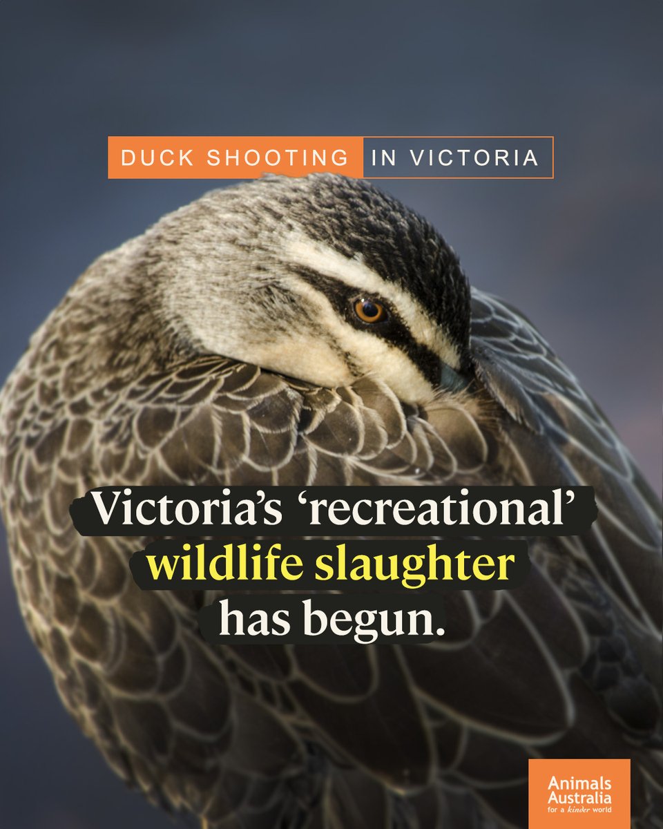 For the next 8 weeks, native waterbirds in Victoria will be terrorised and shot at for the sake of fun.