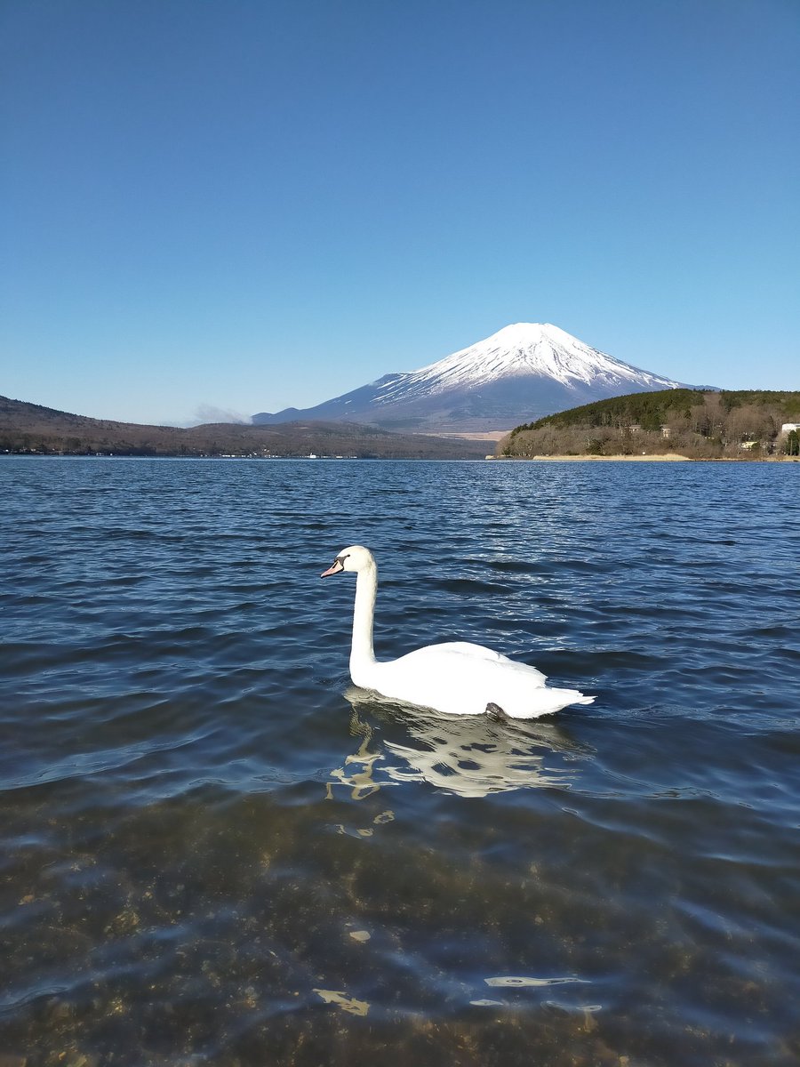 おはようございます🥰
夏鳥シーズン🦆
またここから始まります🎊🐦

素敵な一日をお過ごし下さい🙋

#山中湖 #富士山 #コブハクチョウ