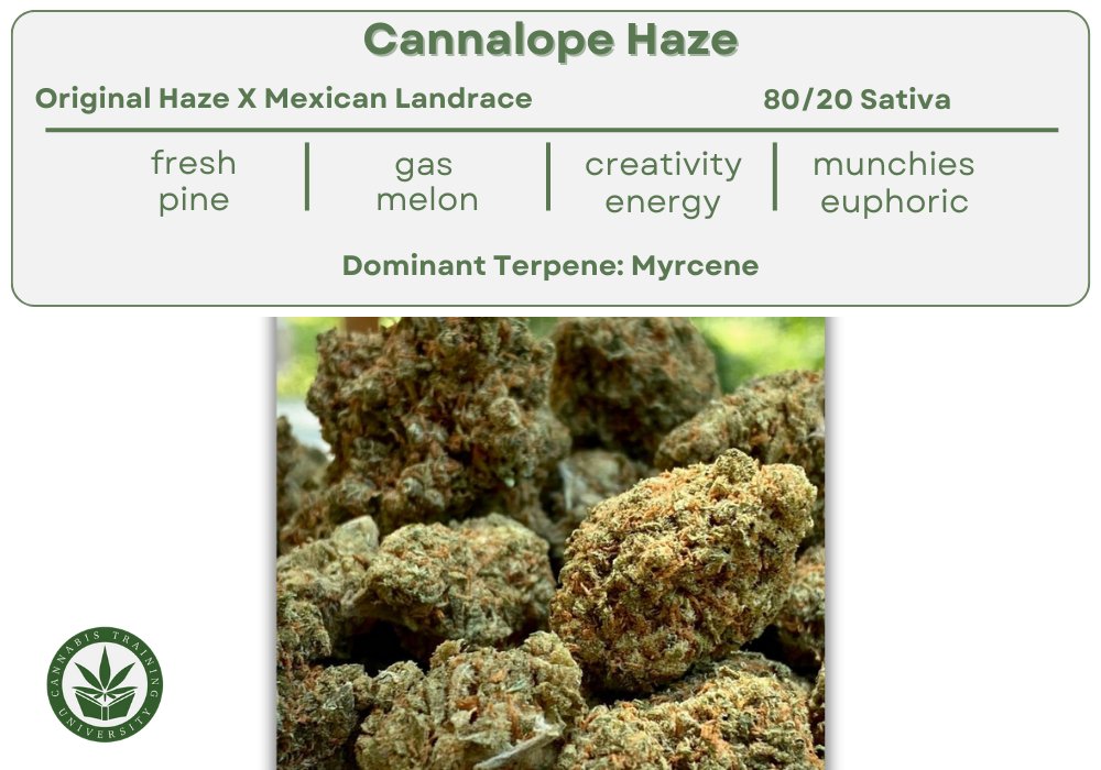 Learn more about Cannalope Haze: cannabistraininguniversity.com/strains/cannal…