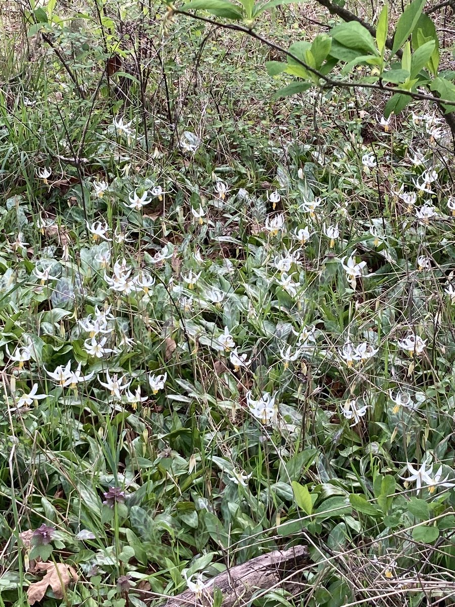 Today was a great day for finding wildflowers at Fort Steilacoom Park in #Lakewood. Not only is the blue Camas in full bloom, but nearby is a patch of lovely fawn lilies, which I’d never seen before. It’s forecast to reach 60 here tomorrow! #pnw #walking #GetOutside