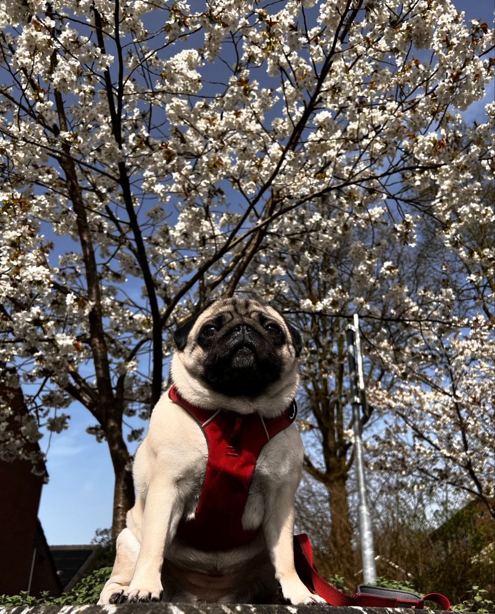 Love the blossom 🌸🌸🌸
.
.
.
.
.
.
.
.
#blossom #puglove #pugoftheday #pugworld #mopshond #mops  #mopslife #mopslove #puglife #puglifestyle #abe #love #cute #cuteanimals #dog