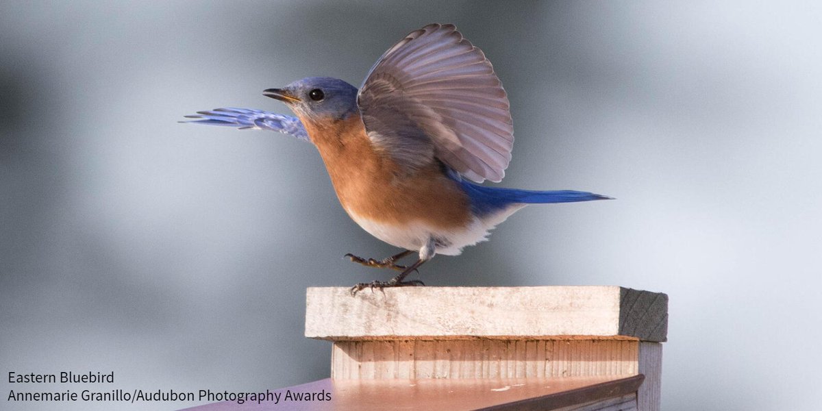 Natural cavities for bluebirds can be hard to find, and competition for these limited sites arises during early spring. Luckily, this guide shows you how to build your own nest box that Mountain, Eastern, and Western Bluebirds will enjoy: bit.ly/2LmdC9U #BirdFriendly