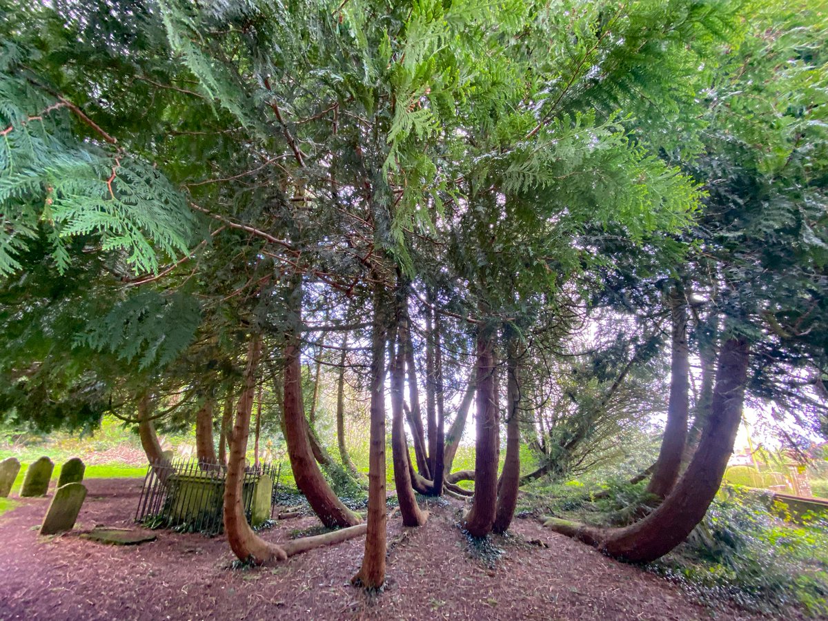 Today I revisited this incredible western red cedar (I think!). Remarkably, this appears to be one single tree. It lives in a cemetary at Hinton Ampner in Hampshire.