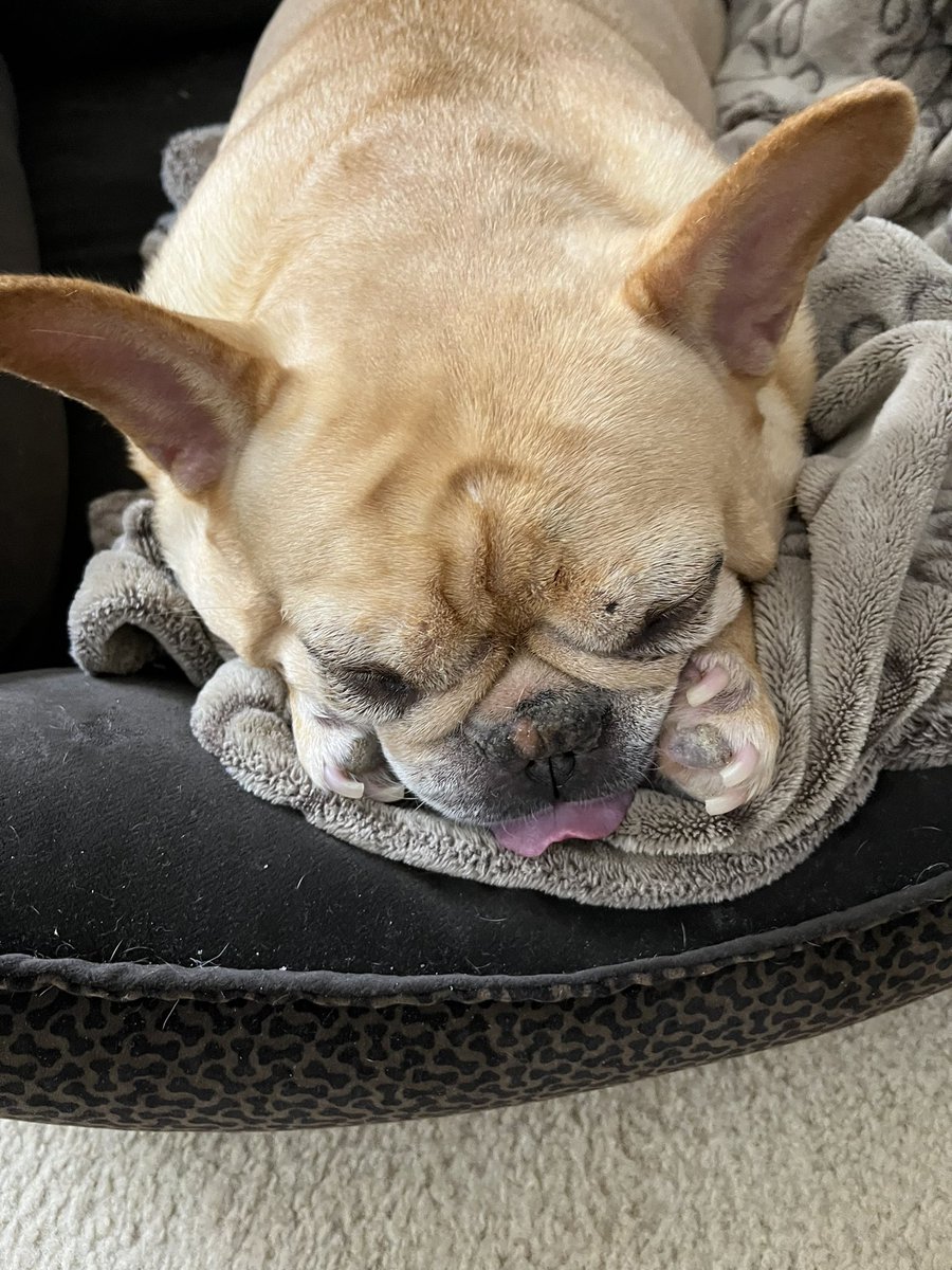 A tiny #tongueouttuesday #squishatinis #frenchbulldog #dogsofX
