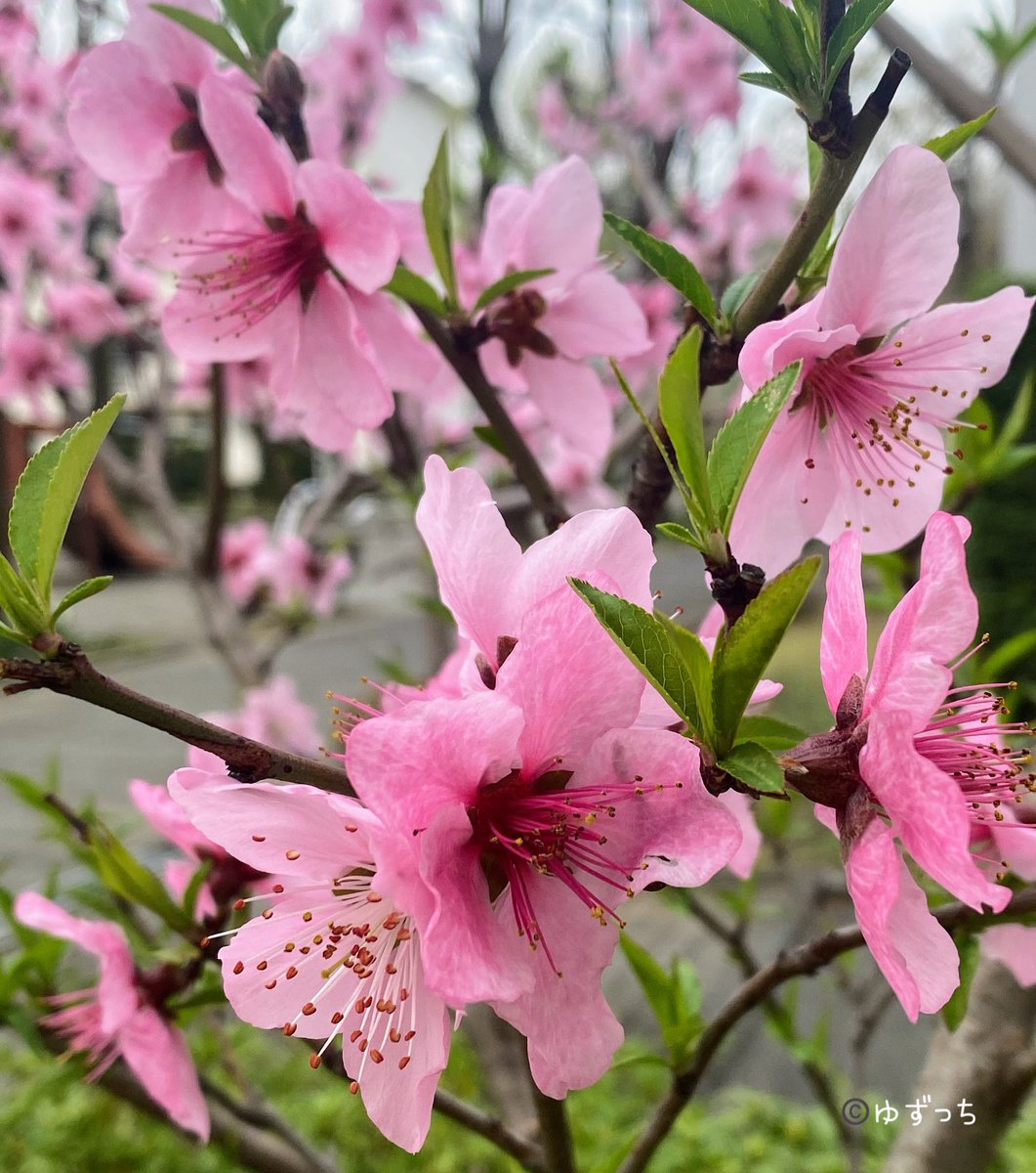 おはようございます☀️ 昨日の嵐🌀は何だったのでしょうか？ ただ、意外と桜はもっているようで安心しました。写真は撮れなかったので、少し前に撮った桃の花を置いておきます。 今日も口角を上げていきましょう🍀 #おはDAO #TLを花でいっぱいにしょう