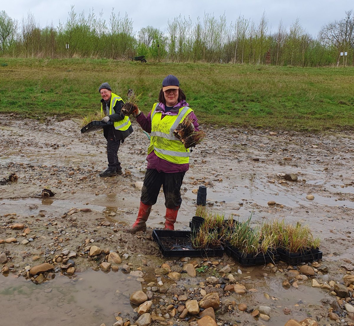 A great team from @NosterfieldLNR planted over 1000 local wetland plants this morning as part of the restoration of @hd_materialsUK Ripon quarry. Plants all propagated from locally collected material. Improving the Ure valley for wildlife.