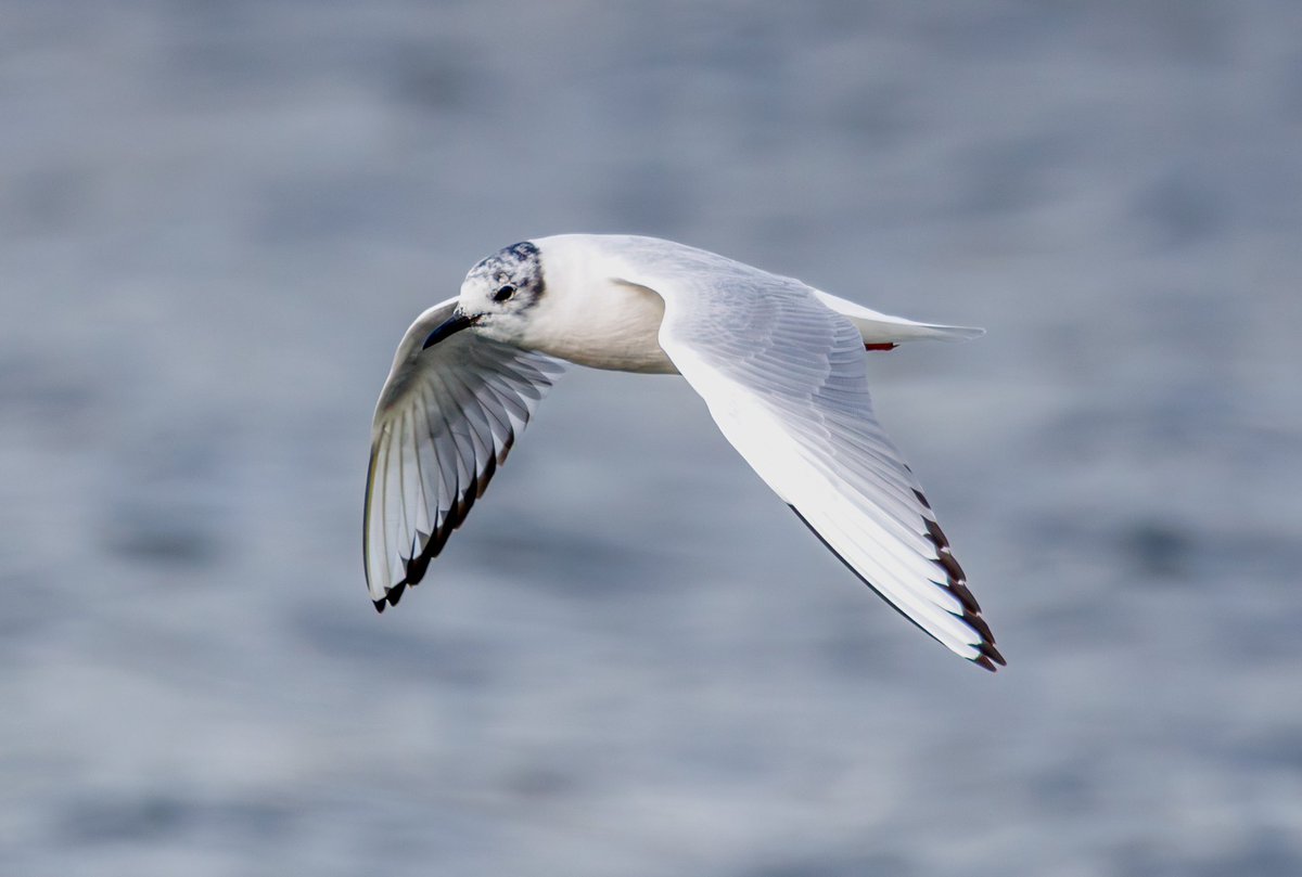 Bonaparte Gull, beautiful bird. Hopefully it’ll stay until it moults into full summer plumage. SWP Llanelli. @birdsinwales