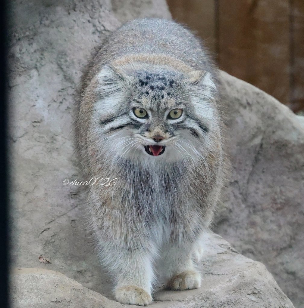 オリちゃん🩷 #オリーヴァ #oliva #マヌルネコ #manulcat #manul #pallascat #манул #兔狲 #埼玉県こども動物自然公園 #saitamachildrenszoo #SCZ