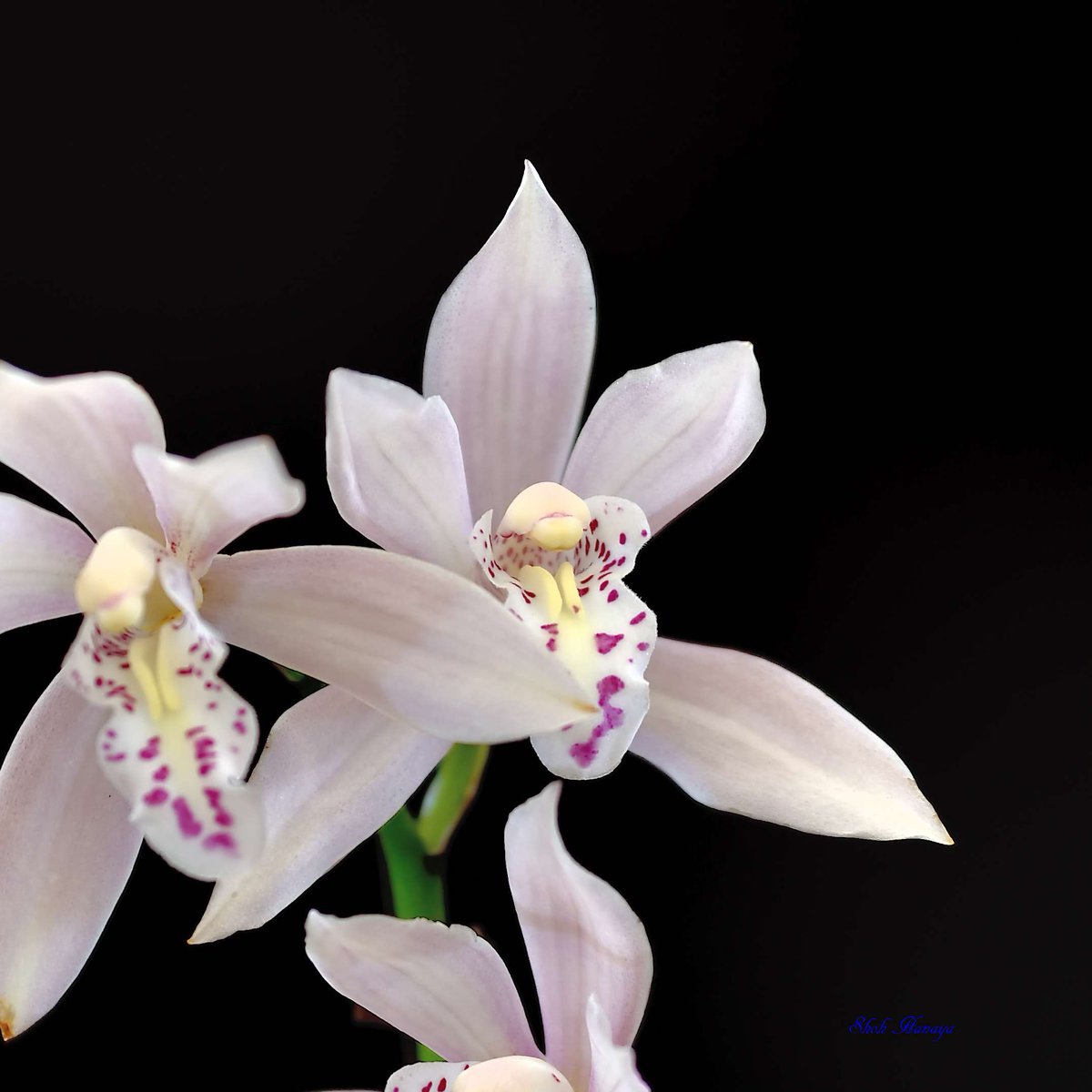 Cym. Enzan Fine
 'Hinamatsuri'
シンビジューム エンザン ファイン
 ‘雛祭り’ 

2/2
Cymbidium(Cym.)
#世界らん展2024 #世界らん展 
#Orchids #flowers #orchidshare