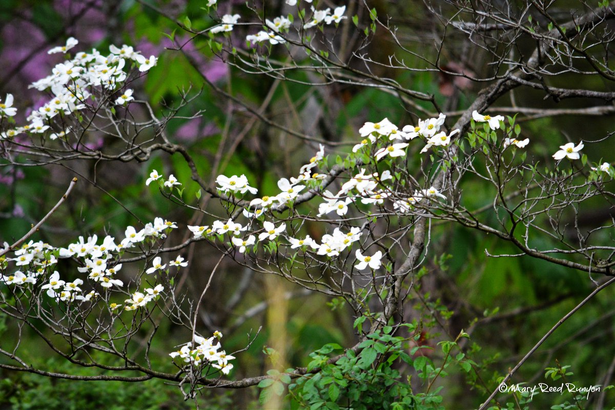 #Springtime @WYMT @brobwx @WSAZBrandon @SpencerWeather @Kentuckyweather @cjwxguy56 @JimWKYT @JoshFitzWx #ekywx #kywx #sekywx